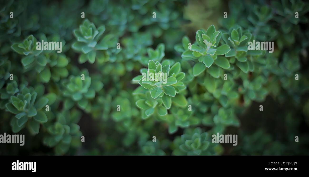 Green shrubs in the front garden Stock Photo - Alamy
