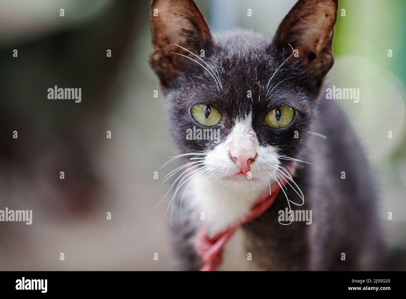 Portrait of black and white cat with green eyes Stock Photo