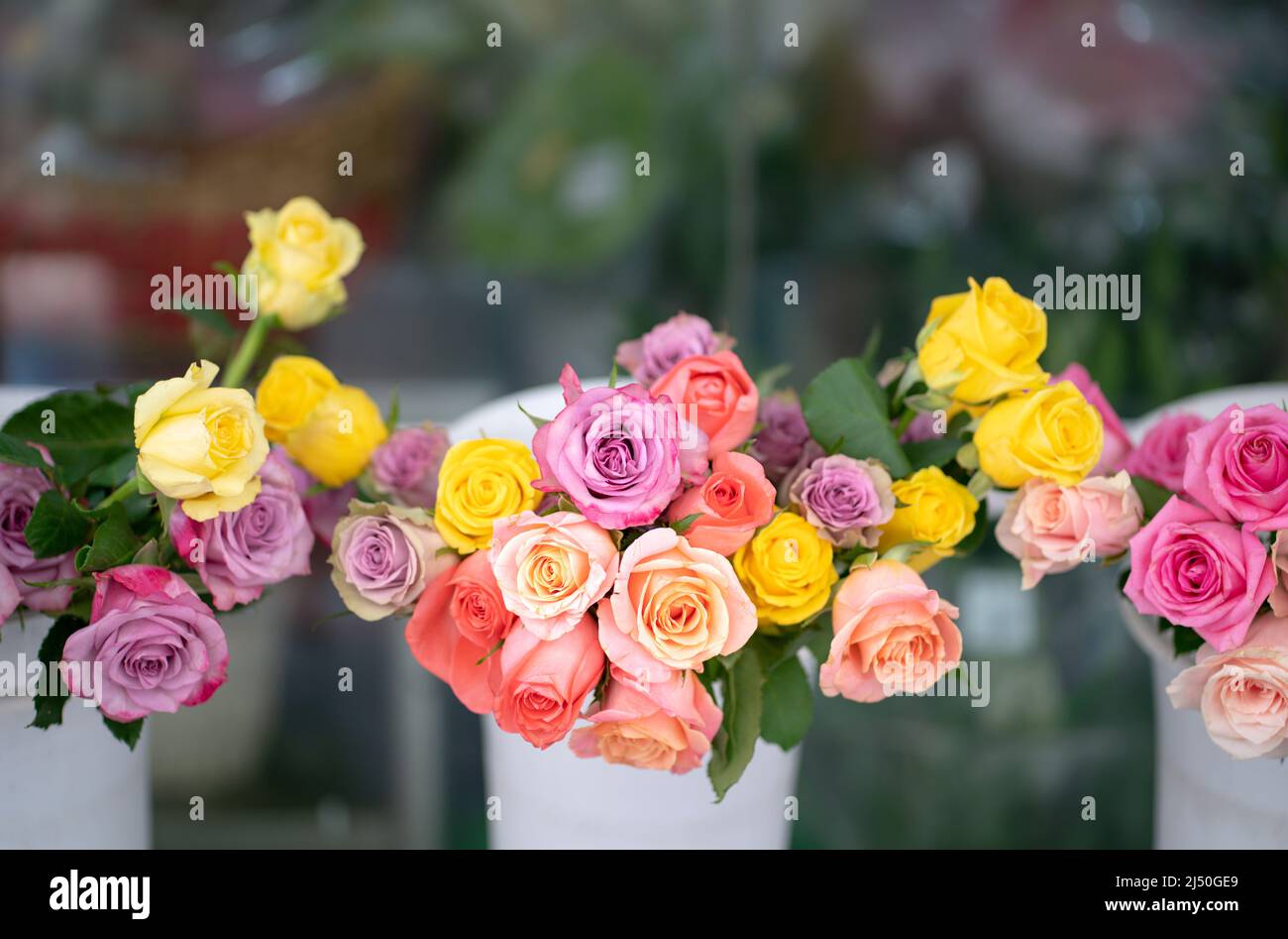 Roses of multi colors display in a florist shop. Copy space. Stock Photo