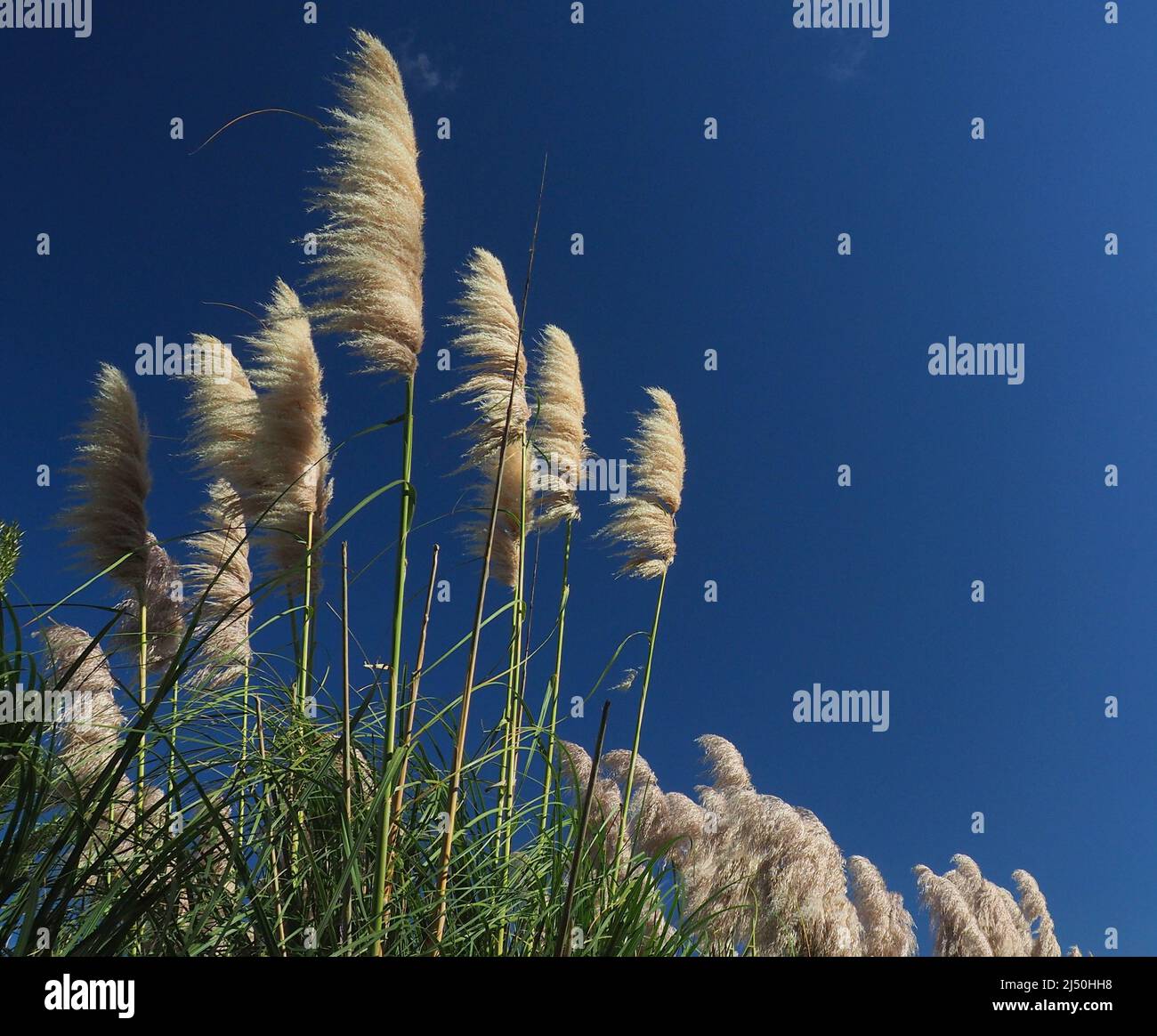 Toetoe grasses in a light breeze against a polarised sky Stock Photo
