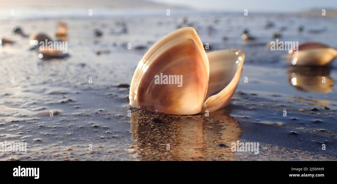 Backlit open surf clams on the sand at low tide at Raumati Beach, NZ