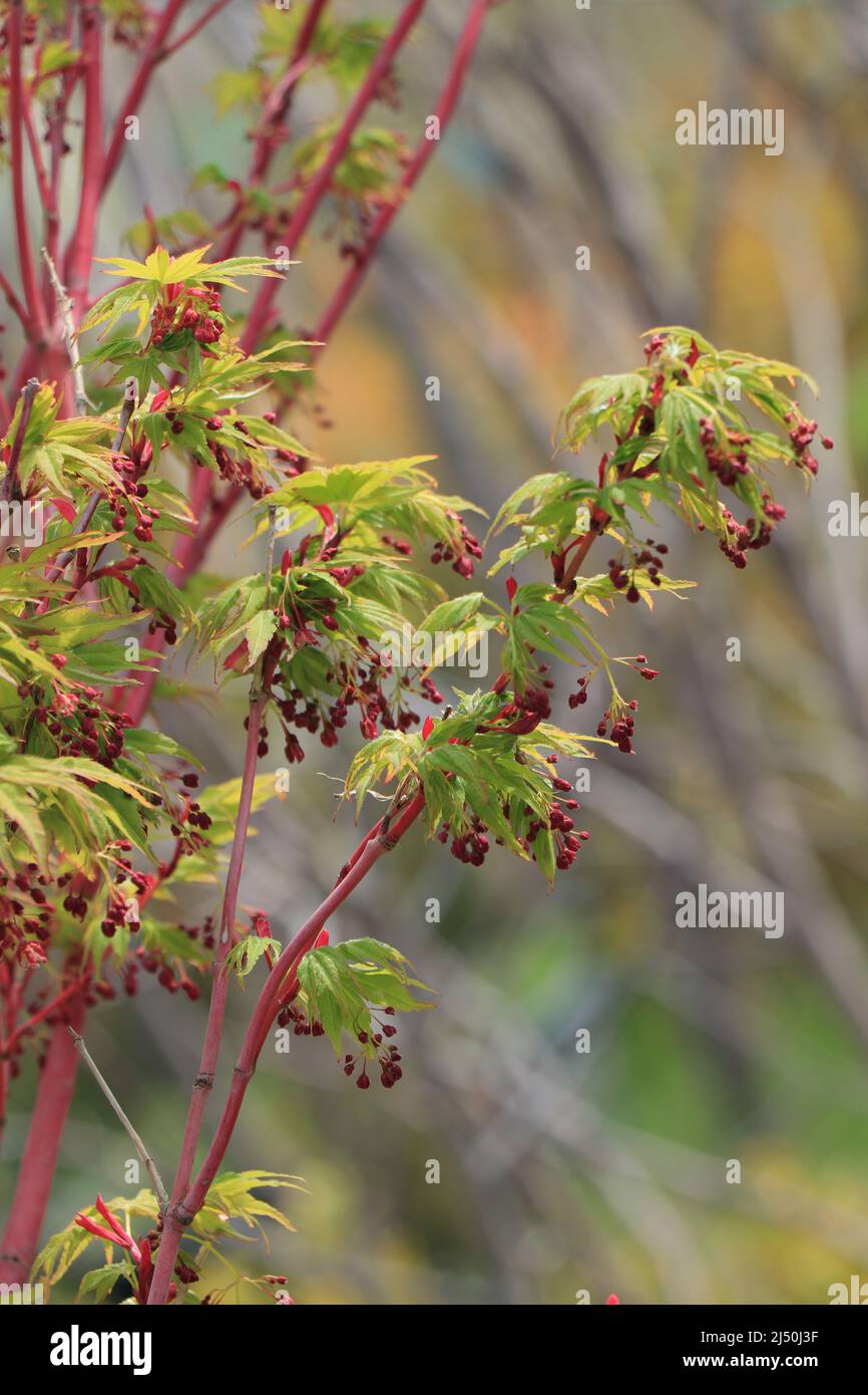 Branches of Acer palmatum CORALLINUM Stock Photo - Alamy