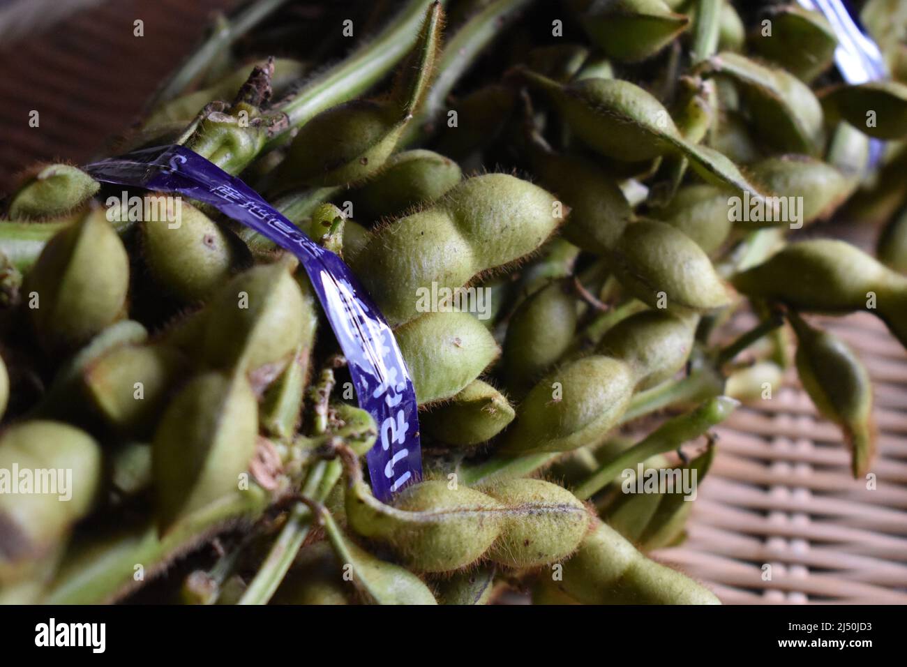 Black Soybeans produced in Tamba Sasayama, Japan Stock Photo