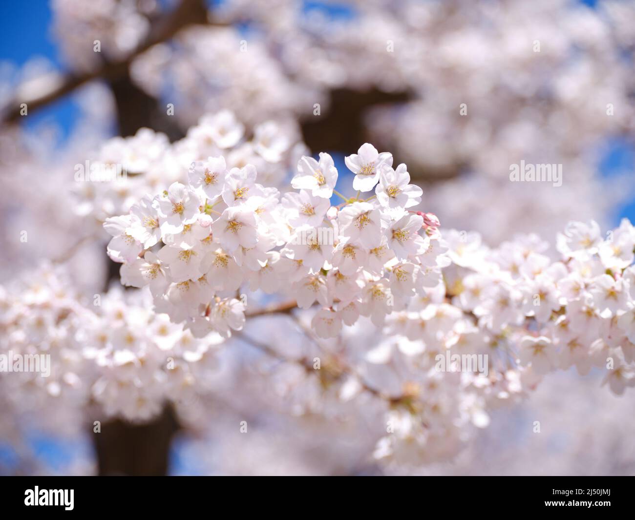 Close up shot cherry blossom hi-res stock photography and images - Alamy