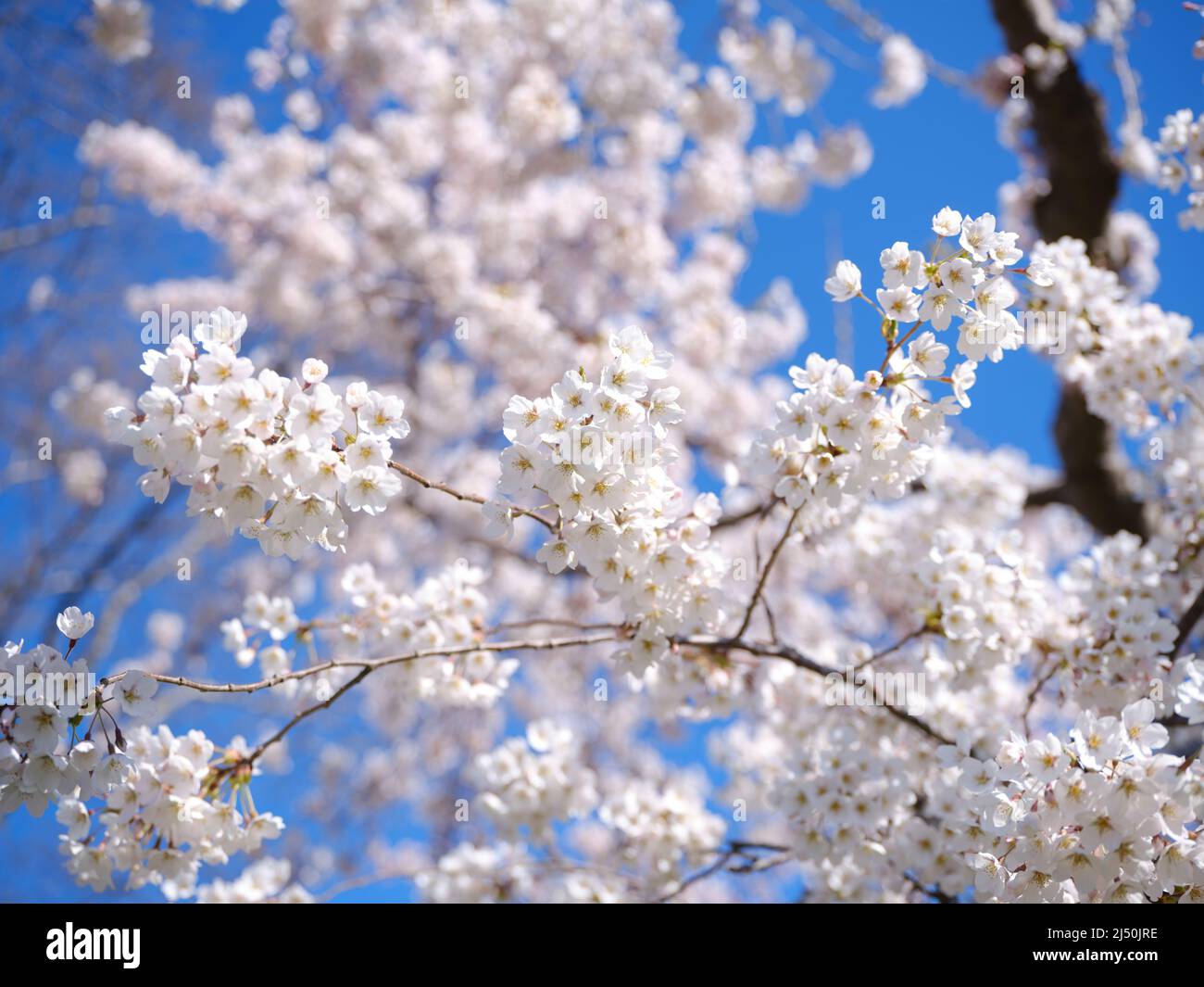 Close up shot of Cherry Blossom Stock Photo - Alamy