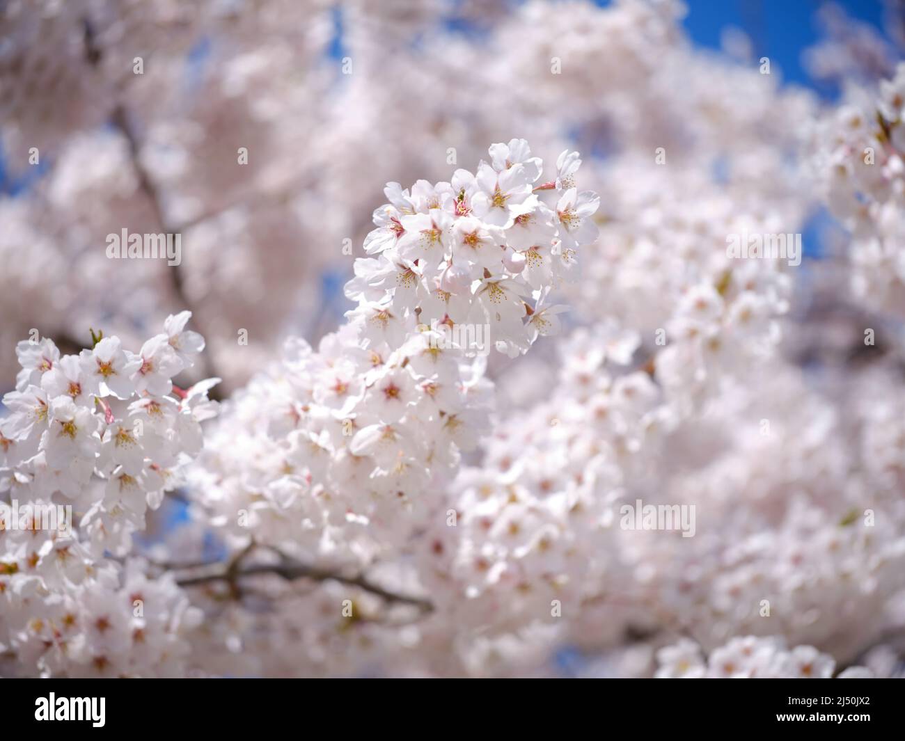 Close up shot cherry blossom hi-res stock photography and images - Alamy