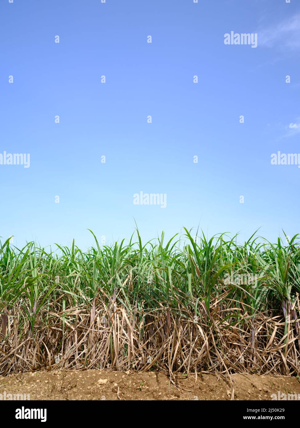 Sugar Cane Field and Blue Sky Stock Photo - Alamy