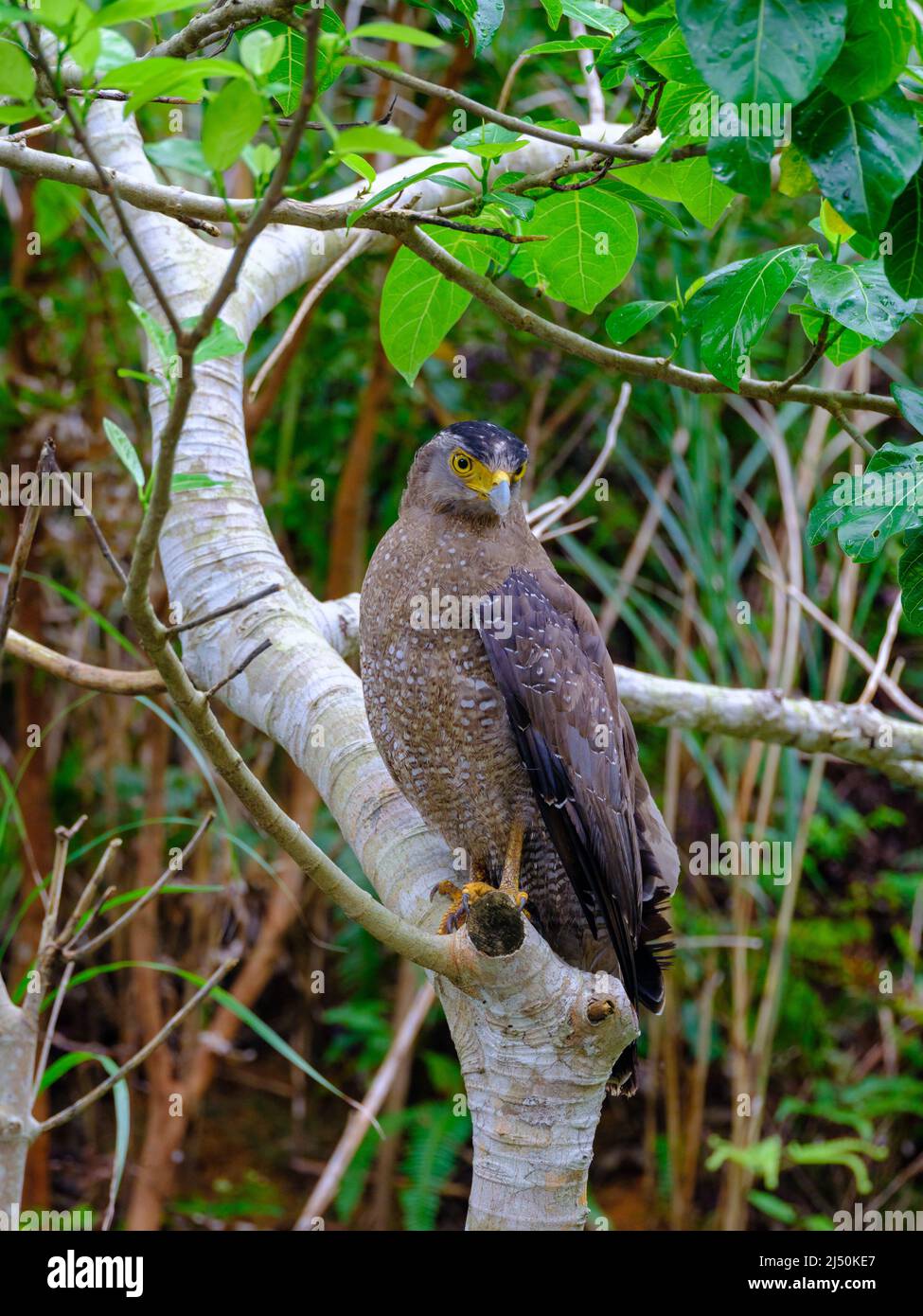Crested serpent eagle Stock Photo - Alamy