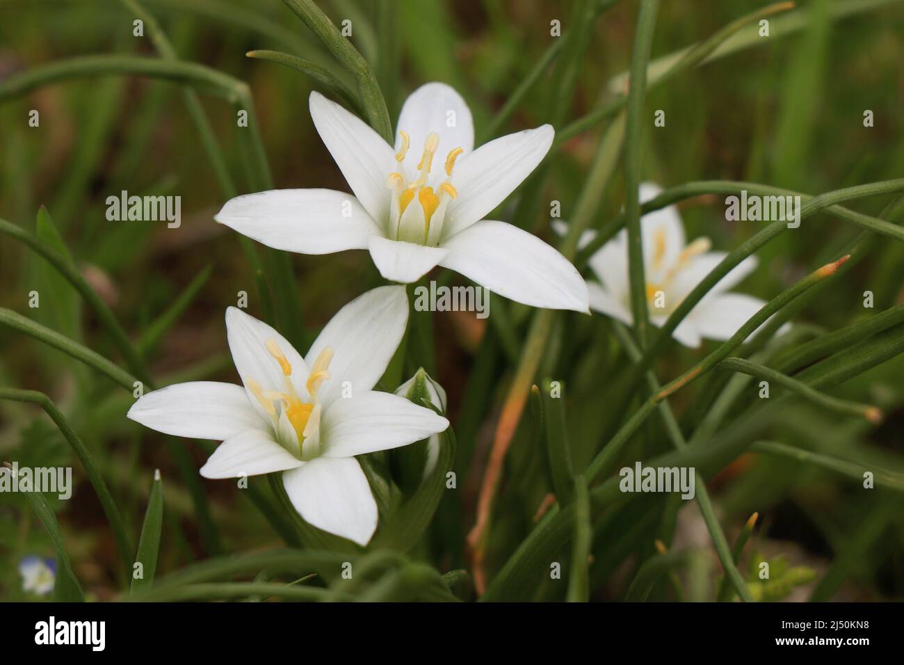 Ornithogalum umbellatum, grass lily, nap-at-noon or eleven-o'clock lady Stock Photo