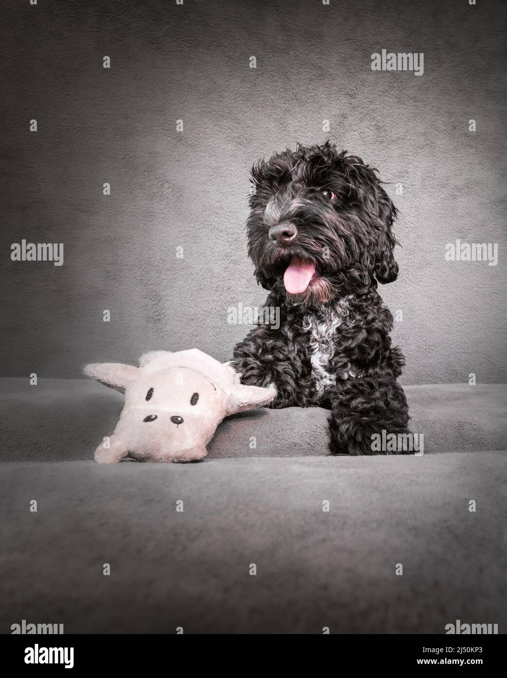Little puppy toy poddle Stock Photo