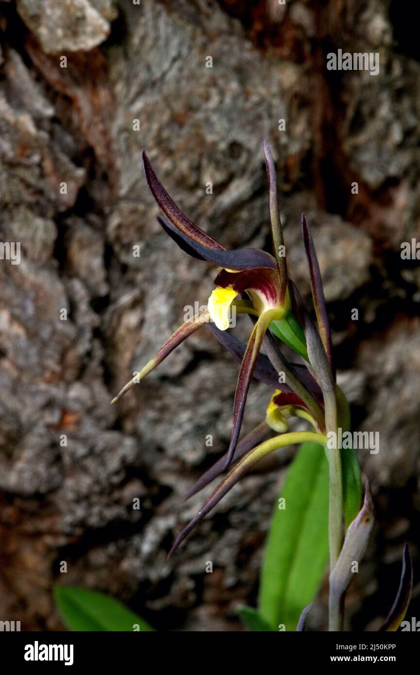 Brown Beaks Orchids (Lyperanthus Suaveolens) are often mistaken for Spider orchids, but are a different genus altogether. Baluk Willam Reserve. Stock Photo