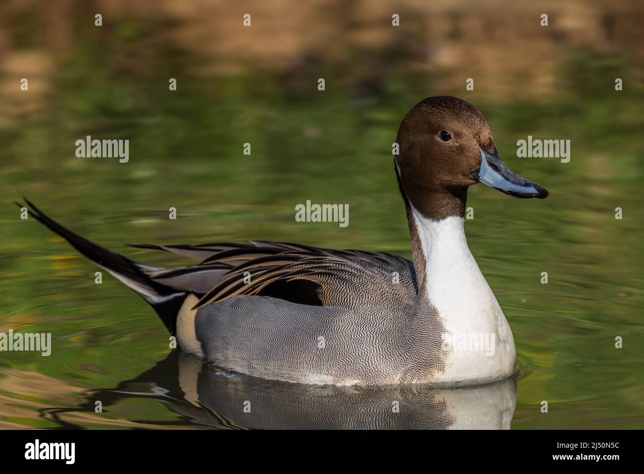 Northern Pintail - Anas acuta, beautiful colored duck from Euroasian fresh waters and wetlands, Finland. Stock Photo