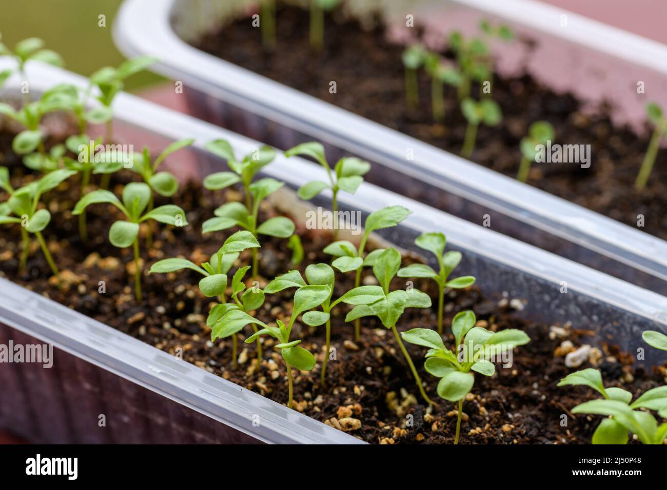 Young Aster seedlings growing in a propagation tray. Spring gardening background. Stock Photo