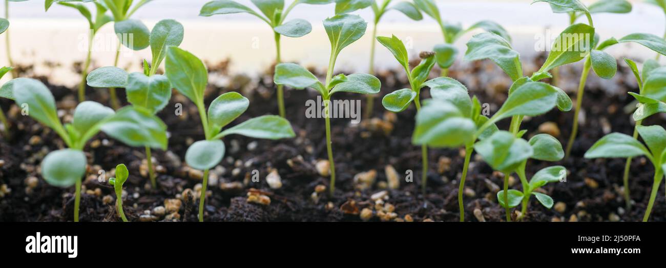 Young Aster seedlings growing in a propagation tray. Spring gardening banner. Stock Photo