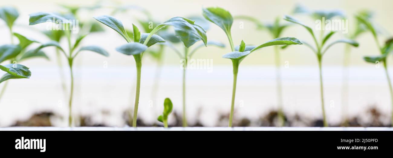 Young Aster seedlings growing in a propagation tray. Spring gardening banner. Stock Photo