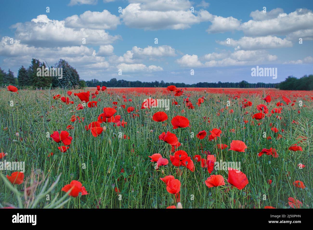 The corn poppy shines in the red color splendor. When a green meadow is ...