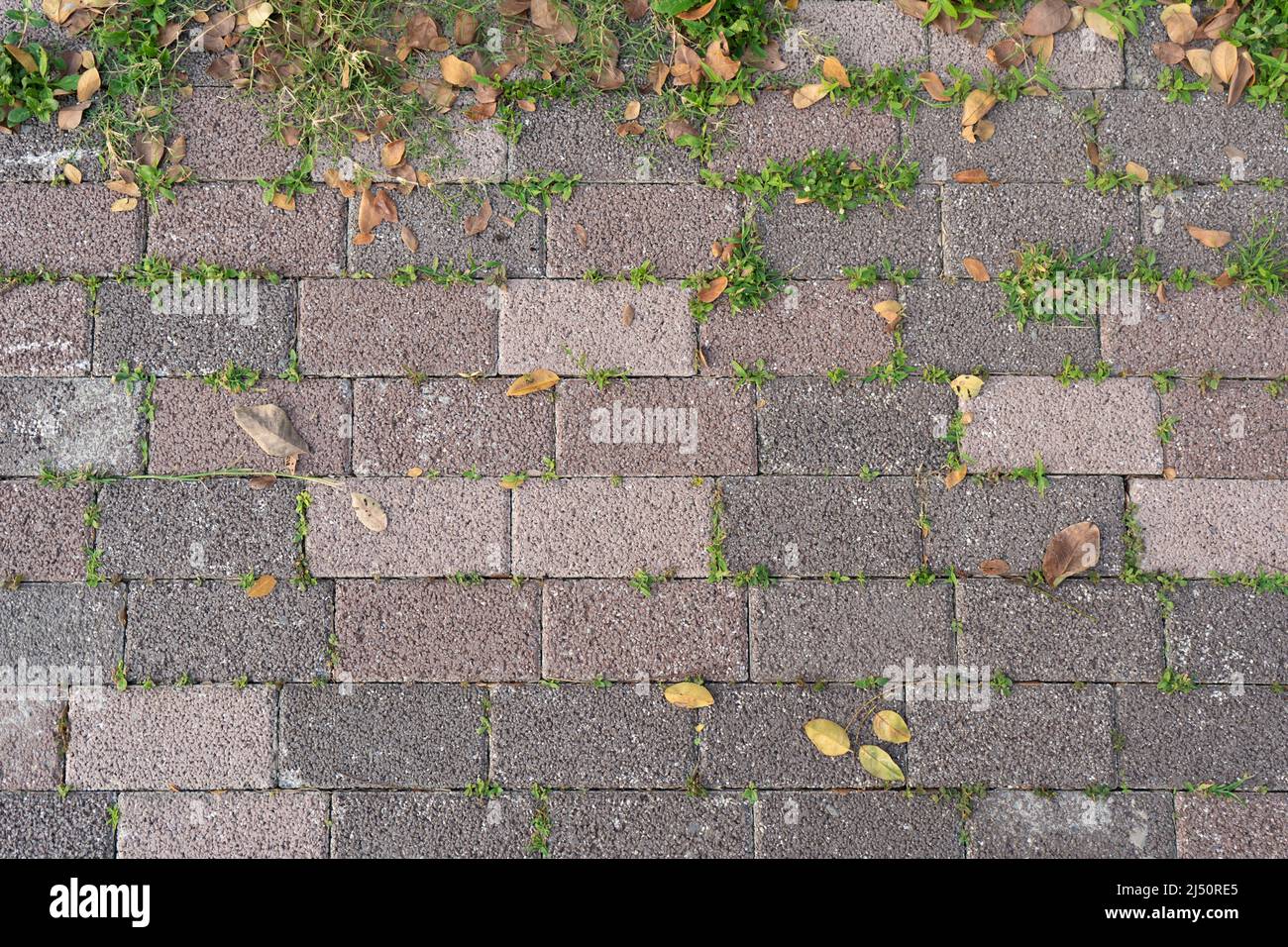 Brick road with grass and yellow leaves Stock Photo