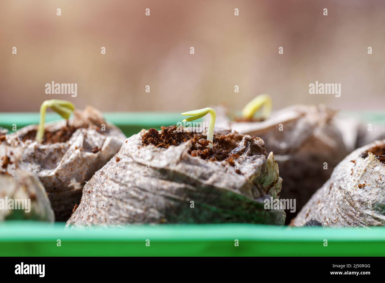 Zinnia seedlings growing in jiffy peat pellets. Biodegradable flower pots. Zero waste, recycling, plastic free concept. Stock Photo