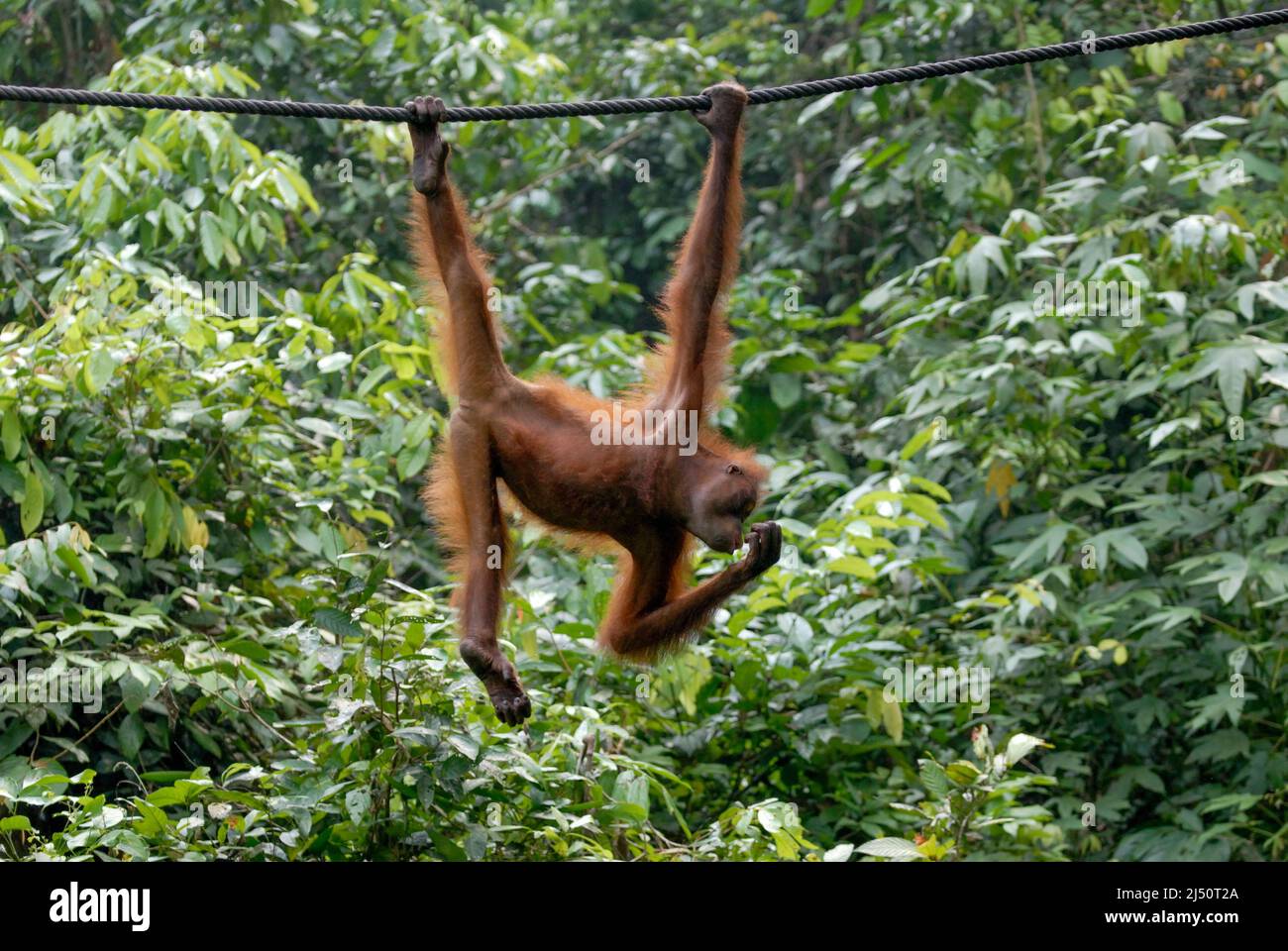 Orangutan playing at the Sepilok Orangutan Rehabilitation Centre. Stock Photo