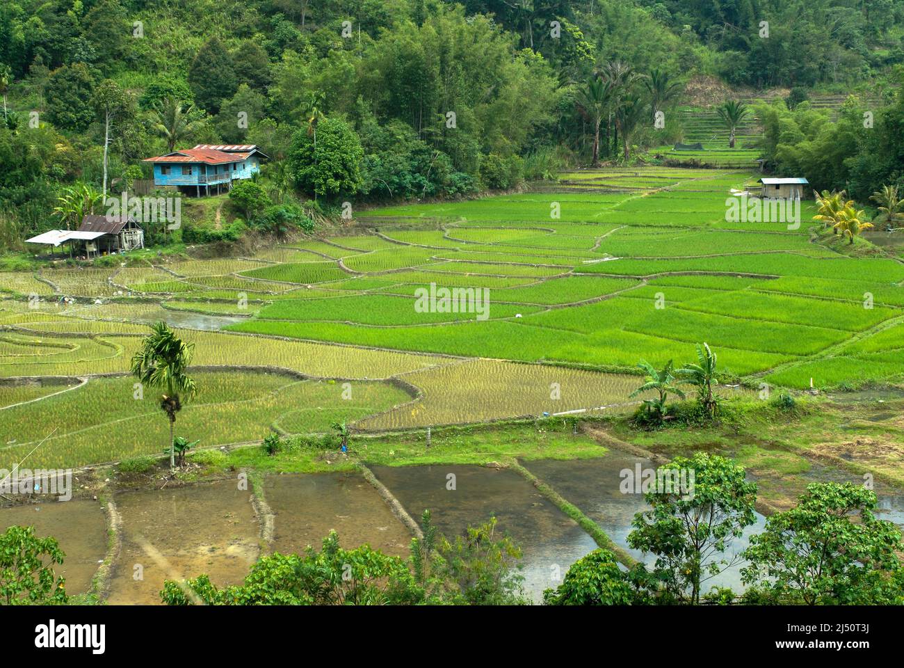 Typical small scale rice paddies in central Sabah. Stock Photo