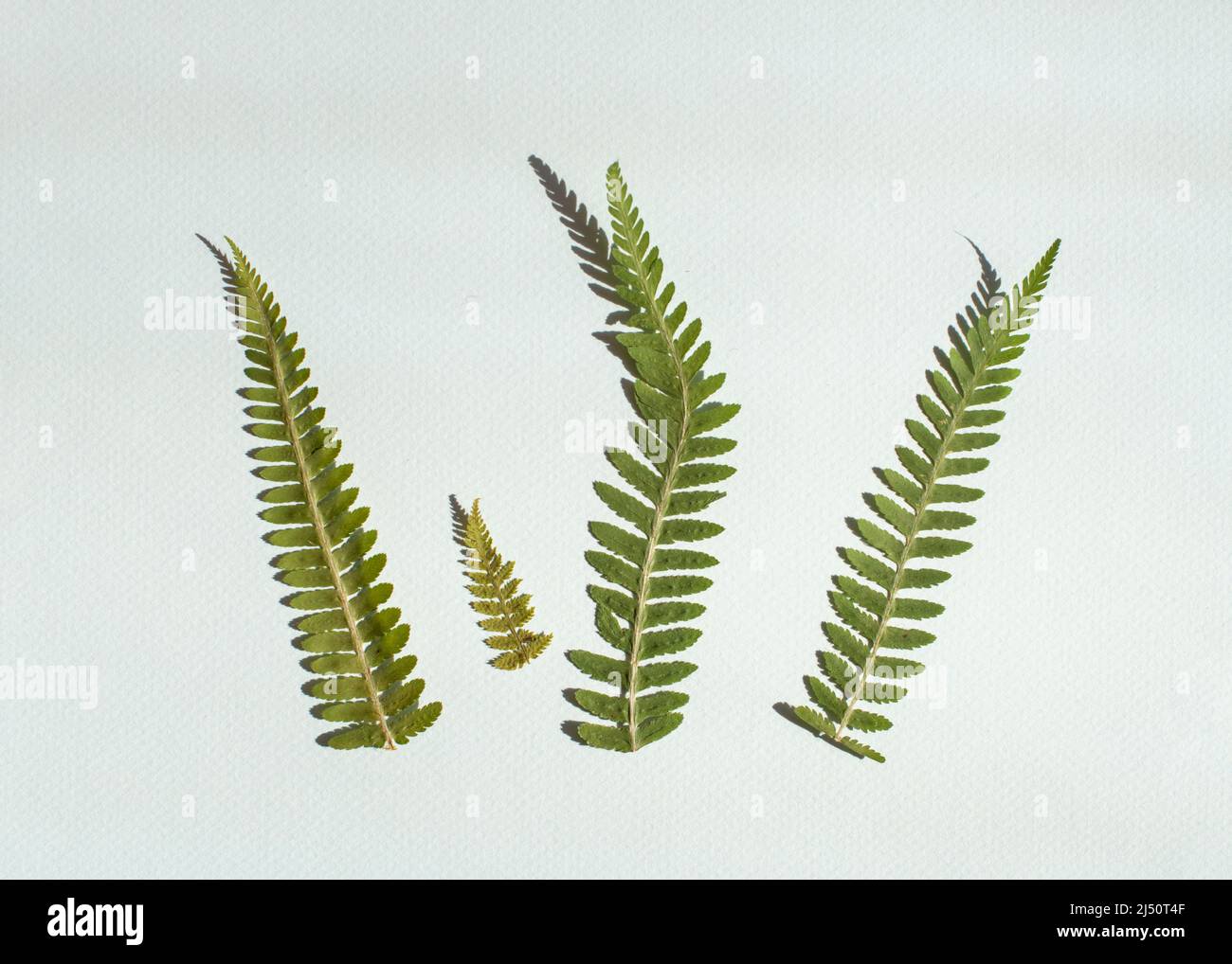 Dried fern leaves isolated on white background Stock Photo - Alamy