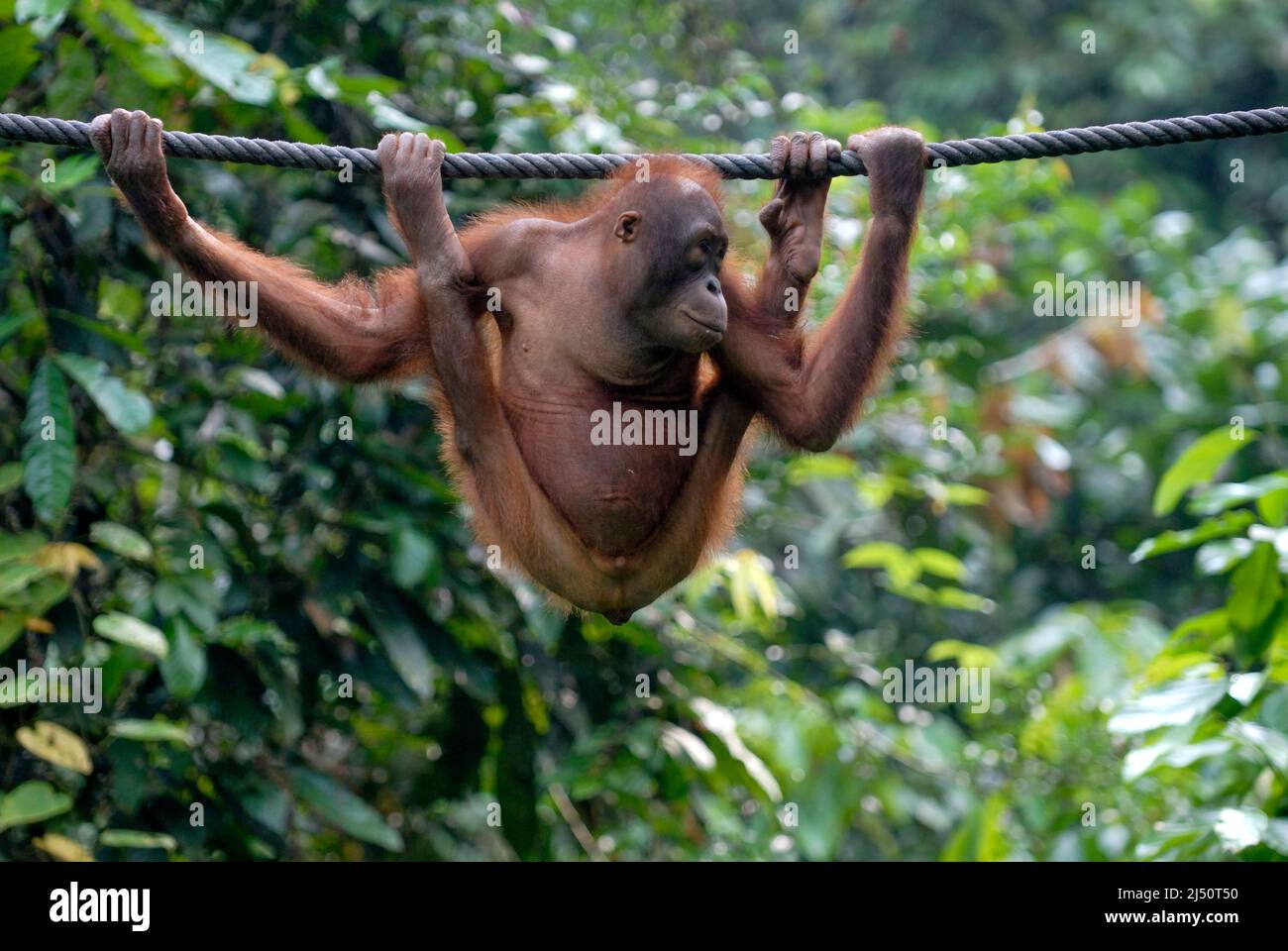 Orangutan playing at the Sepilok Orangutan Rehabilitation Centre. Stock Photo