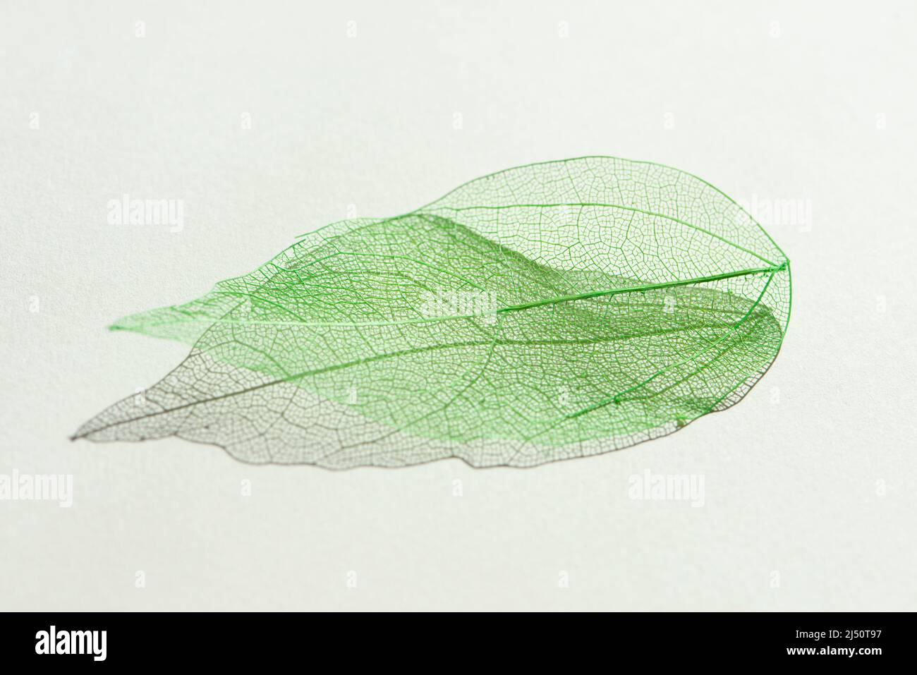 Coloured decorative transparent green skeleton leaf with beautiful