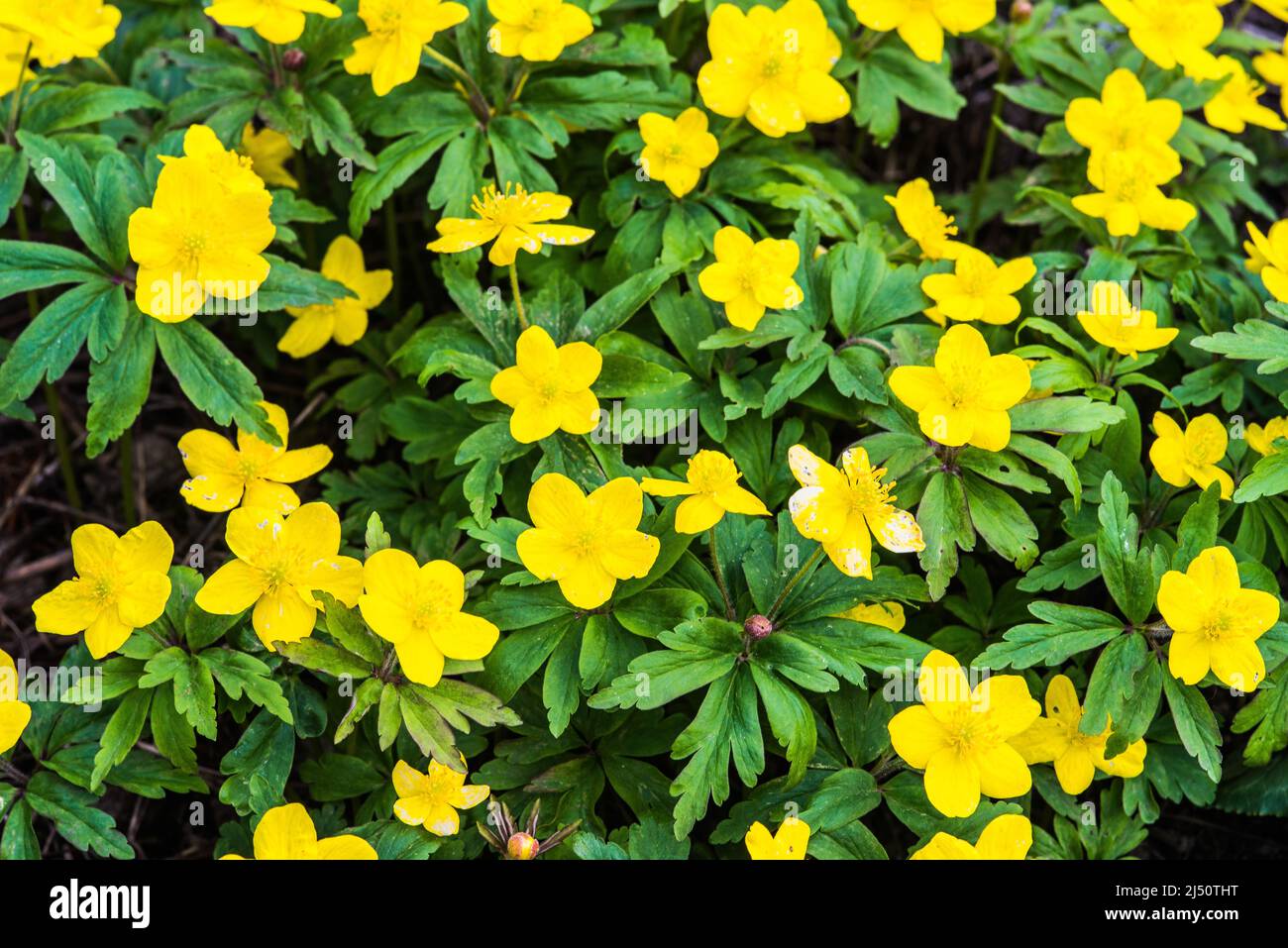 Anemonoides ranunculoides, yellow wood anemone Stock Photo Alamy