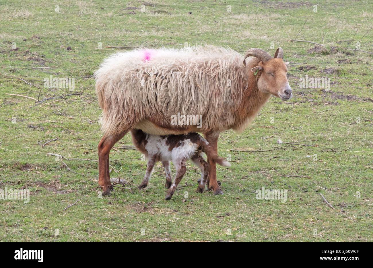 Little lamb drinking with its mom sheep Stock Photo Alamy