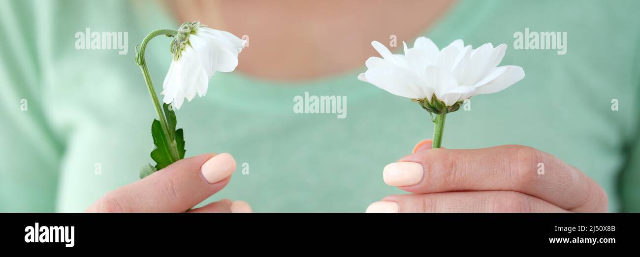 Woman is holding one blooming chamomile and one wilting Stock Photo Alamy