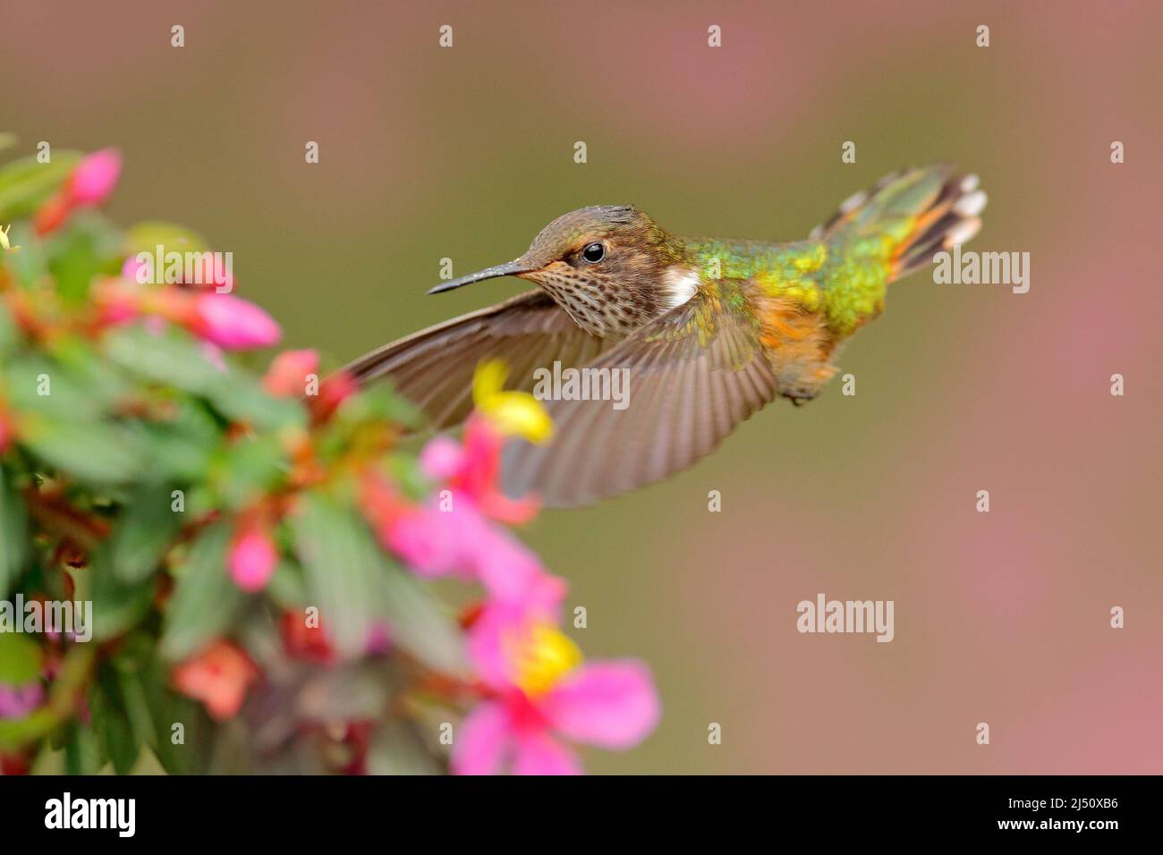 Pink flowers with bird. Volcano Hummingbird, small bird in the green leaves, animal in the nature habitat, mountain tropic forest, wildlife, Costa Ric Stock Photo