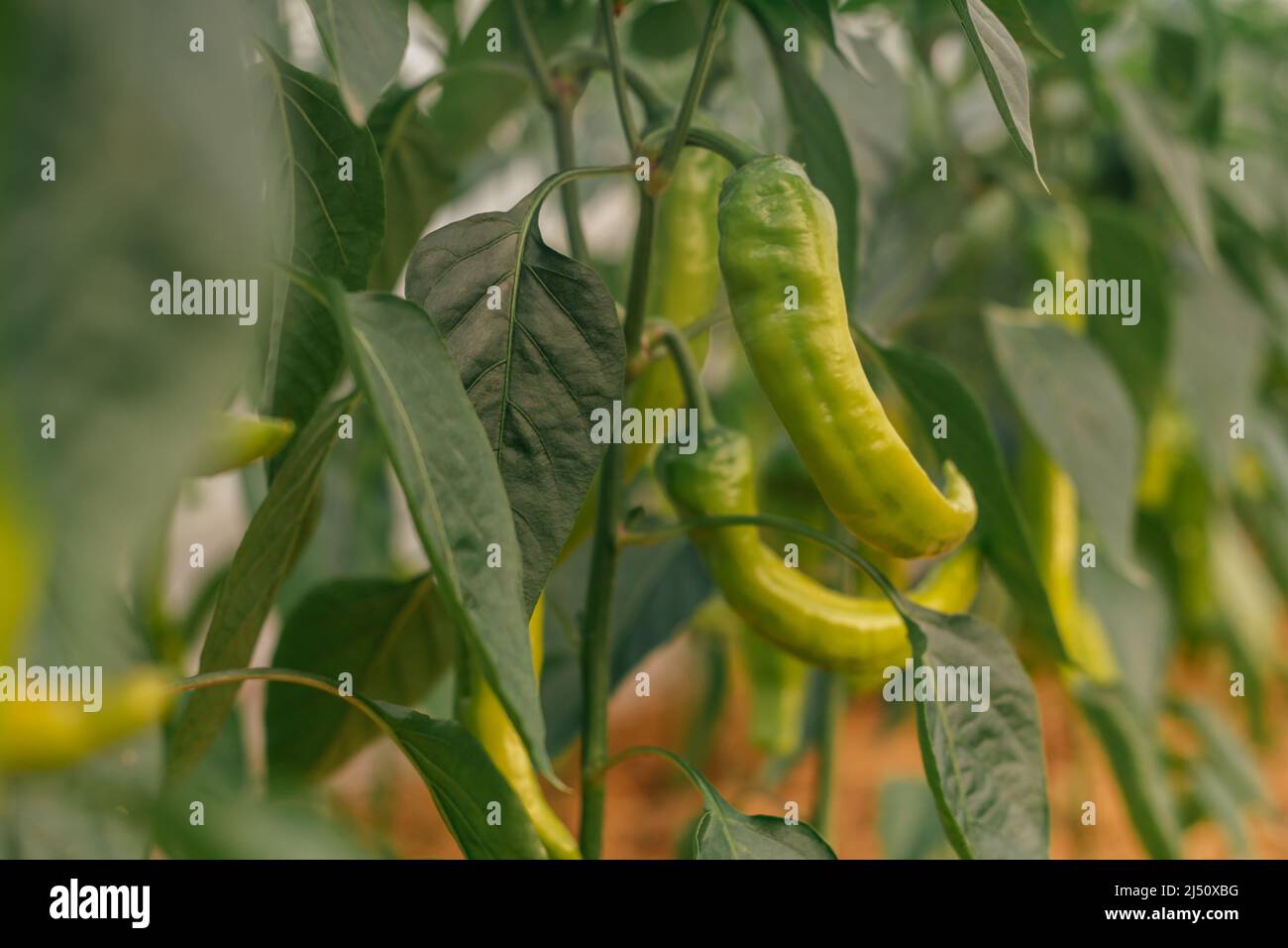 Close up of green unripe jalapeno pepper growing as field crop