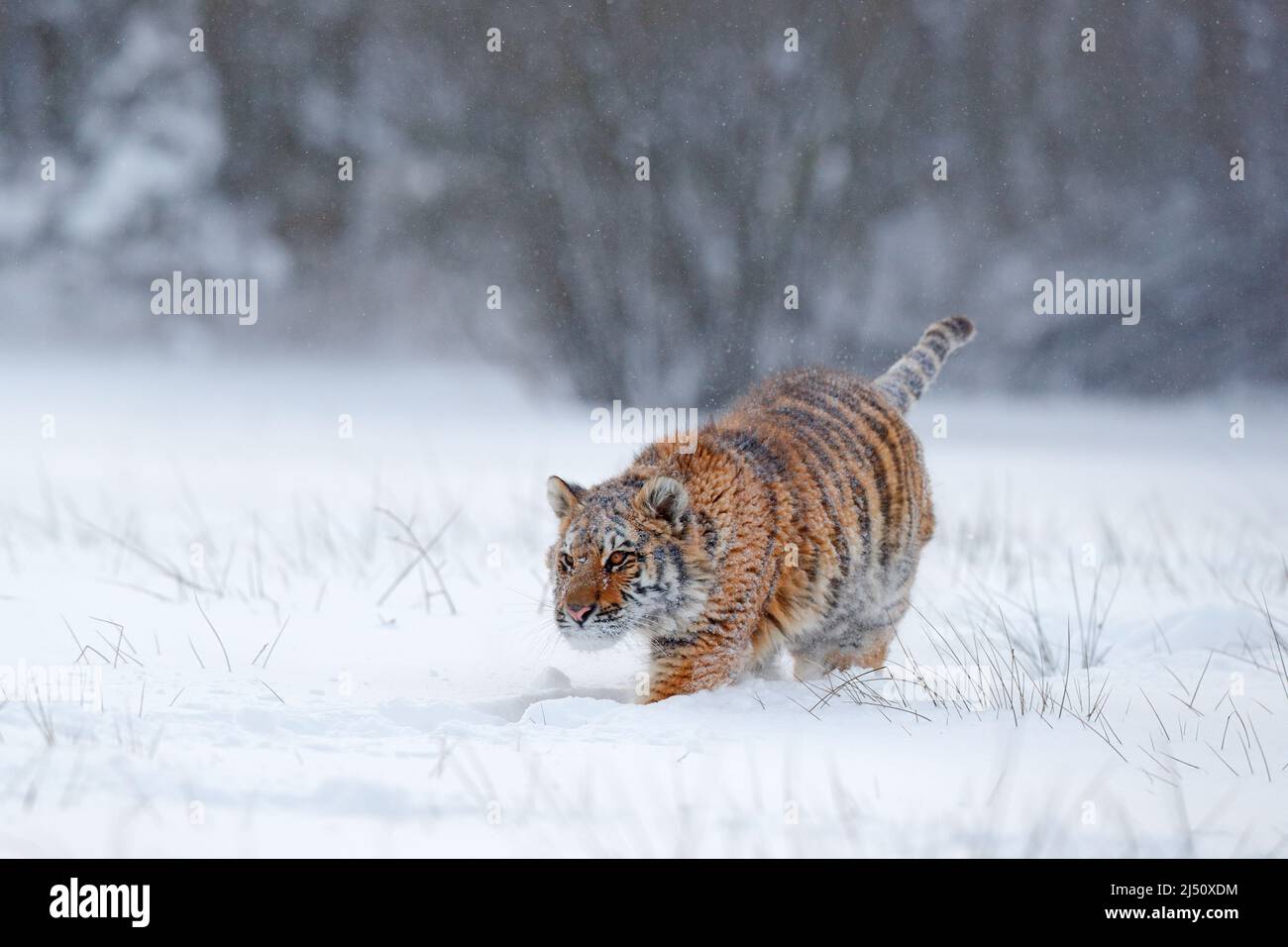 Amur tiger running in the snow. Action wildlife scene, danger animal ...