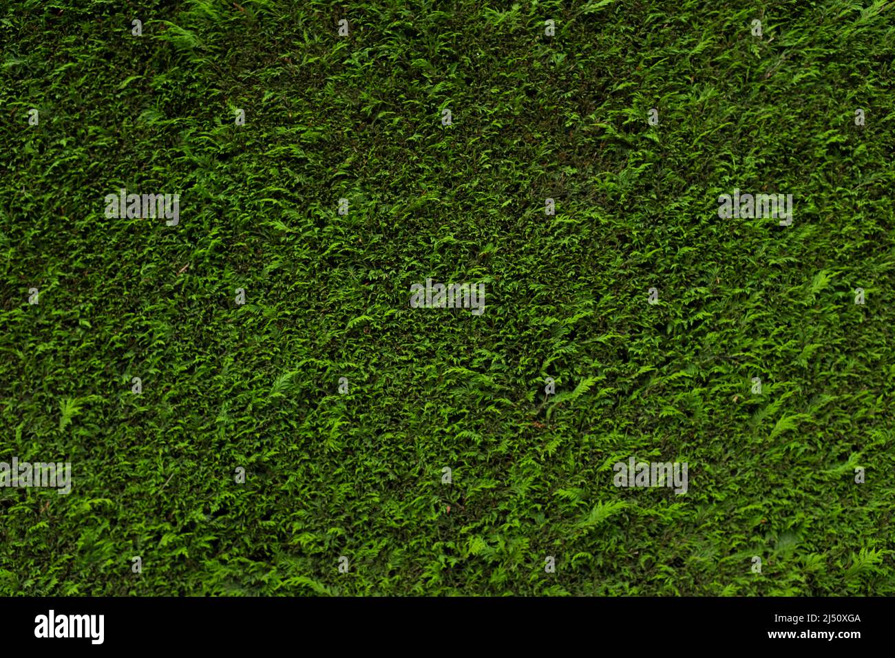 A green conifer hedge (Coniferophyta) Stock Photo
