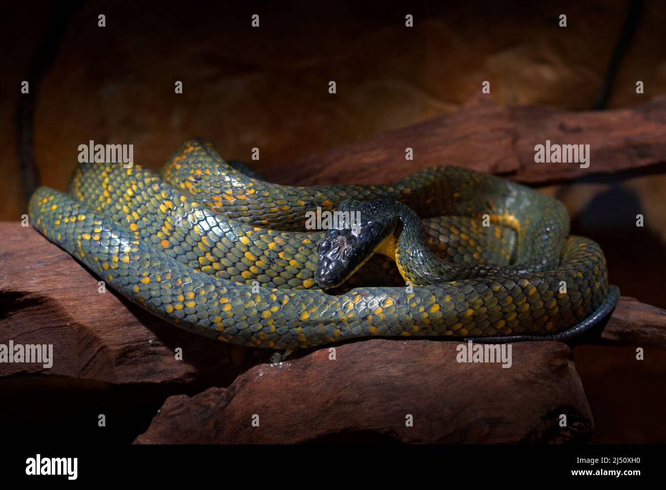Puffing Snake, Pseustes poecilonotus, in dark habitat. Non venomous snake in the nature habitat. Poisonous animal from South America. Northern bird sn Stock Photo