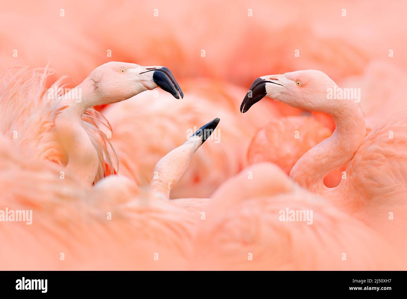 Flamingo fight. American flamingo, Phoenicopterus rubernice, pink big bird, dancing in water, animal in the nature habitat, Cuba, Caribbean. Wildlife Stock Photo