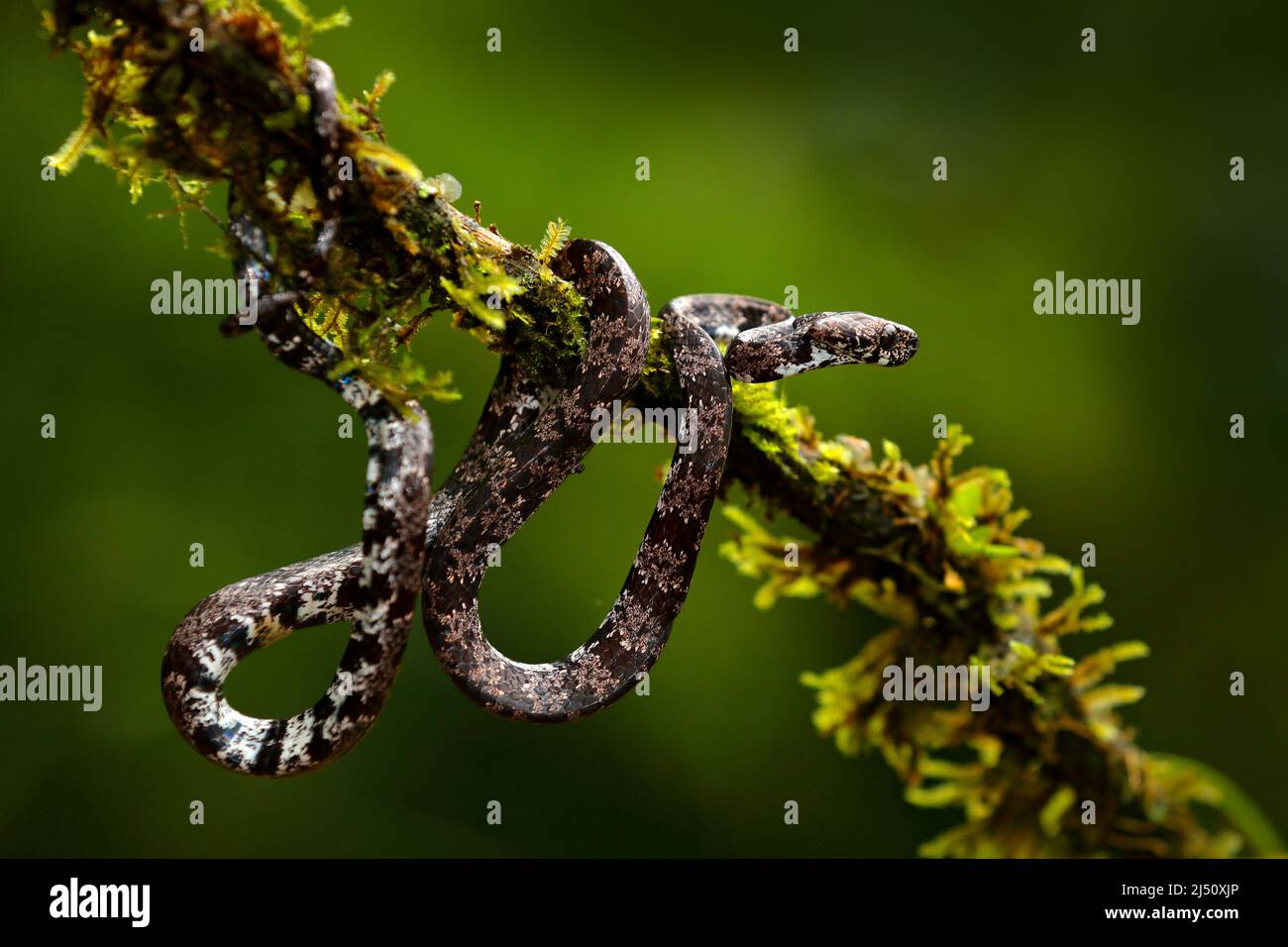 Puffing Snake, Pseustes poecilonotus, in dark habitat. Non venomous