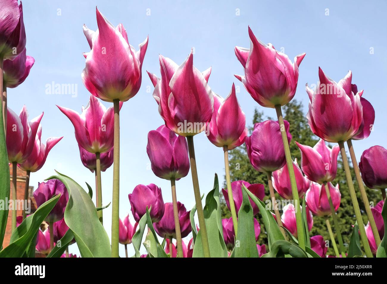 Lily flowered Tulip ÔBalladeÕ in bloom. Stock Photo