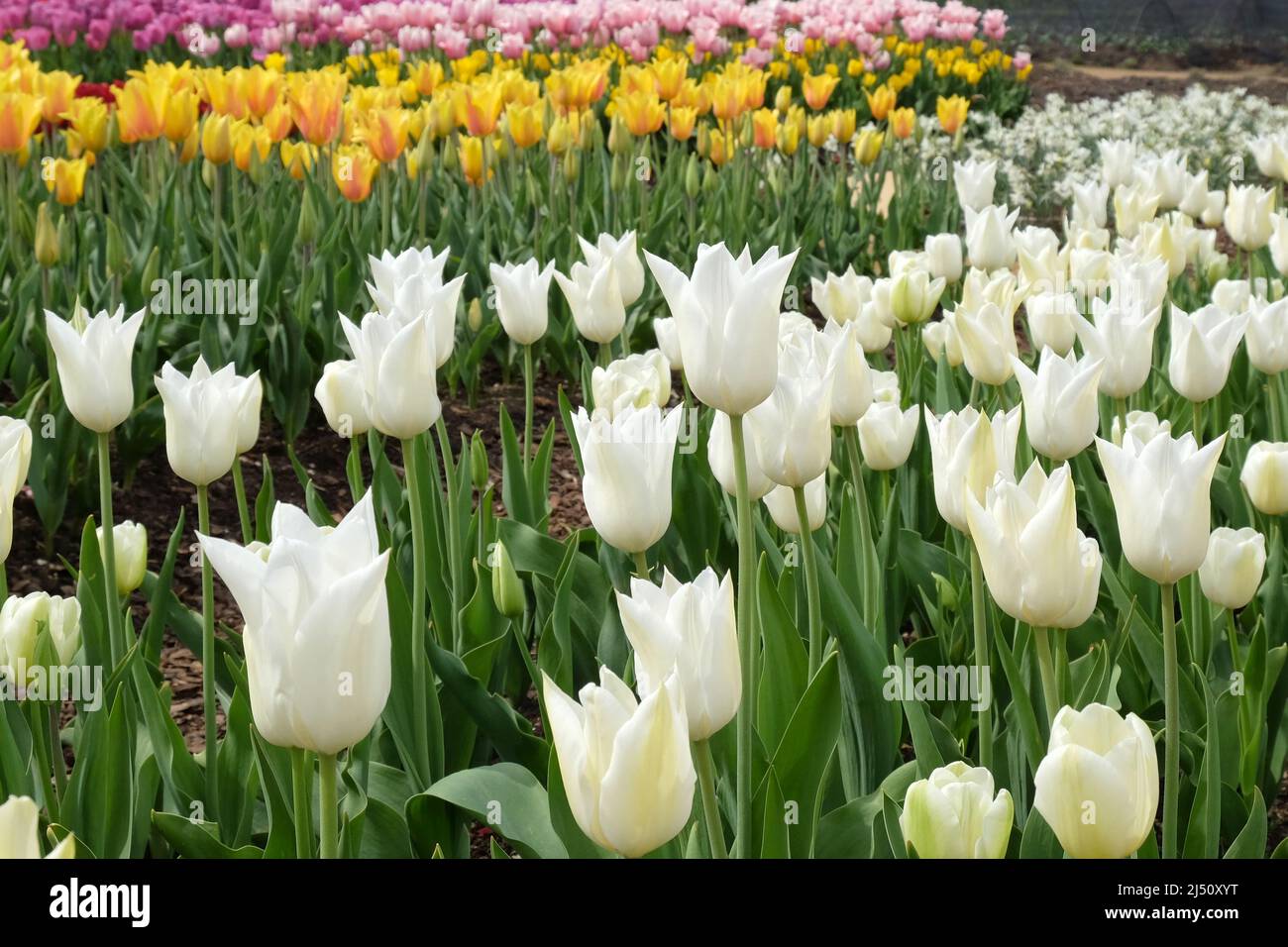 White Tulip ÔMaureenÕ in flower. Stock Photo