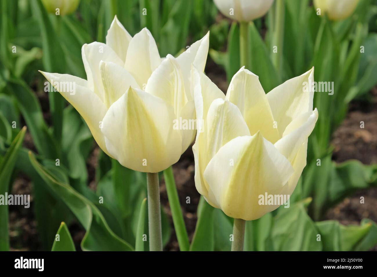 White Tulip ÔMaureenÕ in flower. Stock Photo