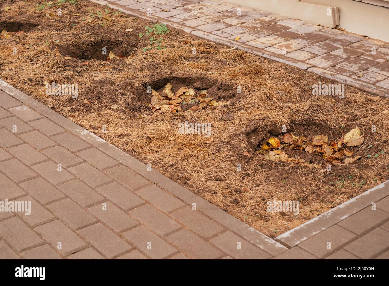 Holes in ground in bed with mulch of cut grass and leaves, prepared for