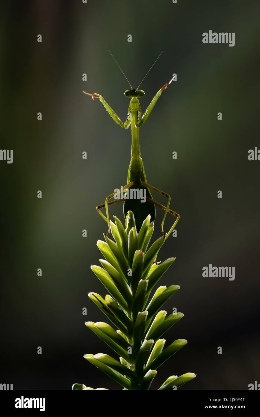 A multi-flash image of a Praying Mantis on a flower, Costa Rica Stock Photo