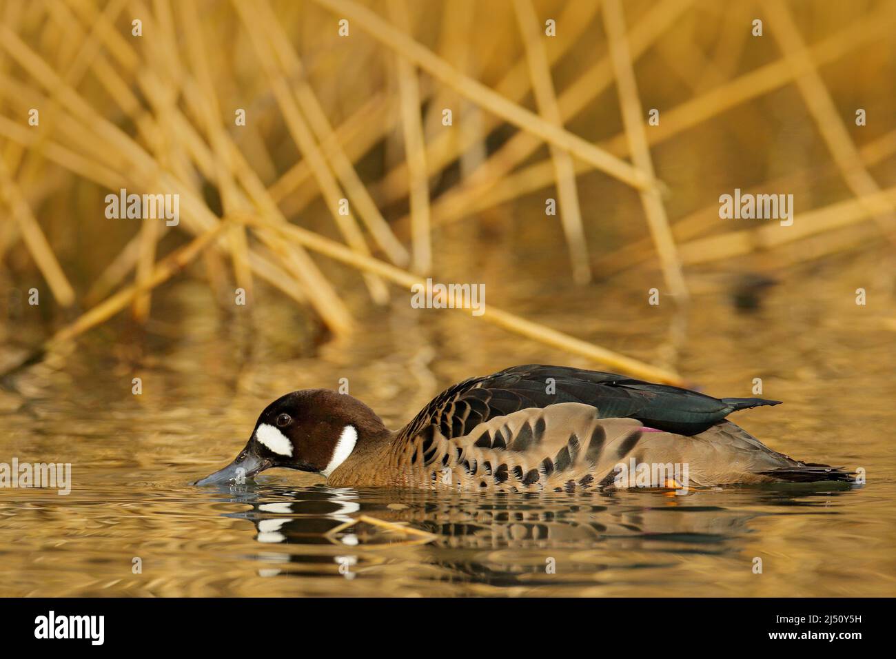 Bronzewinged duck, Speculanas specularis, Spectacled duck brown duck