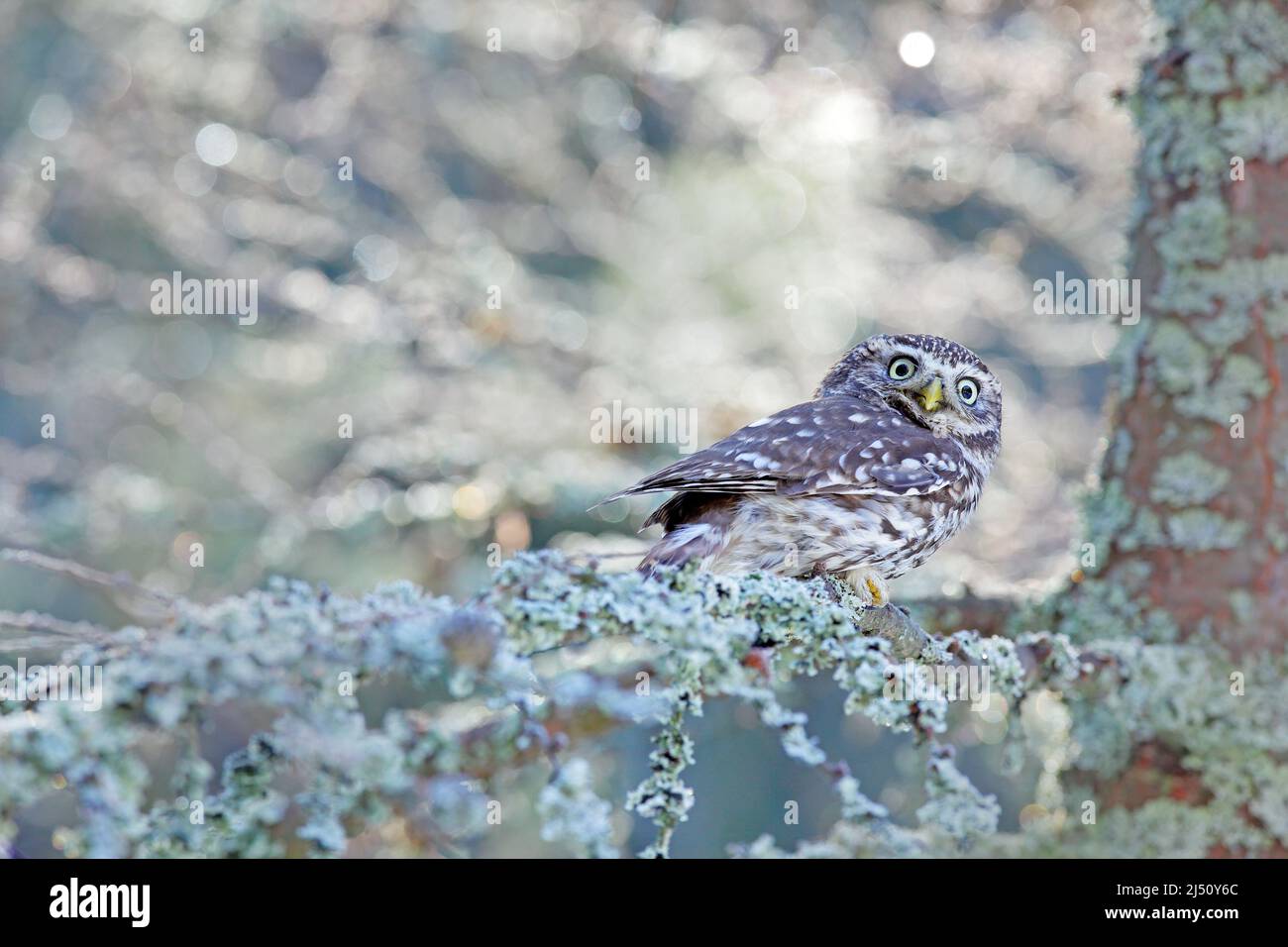 Winter scene with Little Owl, Athene noctua, in the white larch forest in central Europe. Portrait of small bird in the nature habitat, Czech Republic Stock Photo