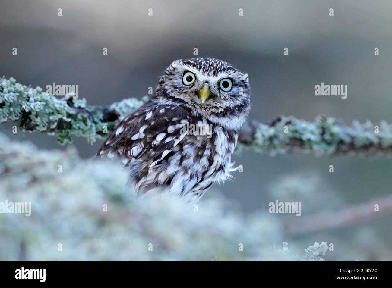 Portrait of small bird in the nature habitat, Czech Republic. Wildlife scene from nature. Snow fall in forest. Winter scene with Little Owl, Athene no Stock Photo