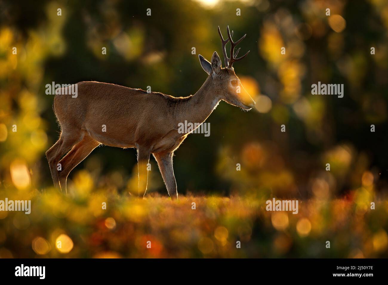 Evening back-light deer. Pampas Deer, Ozotoceros bezoarticus, sitting in the green grass, Pantanal, Brazil. Wildlife scene from nature. Deer, nature h Stock Photo