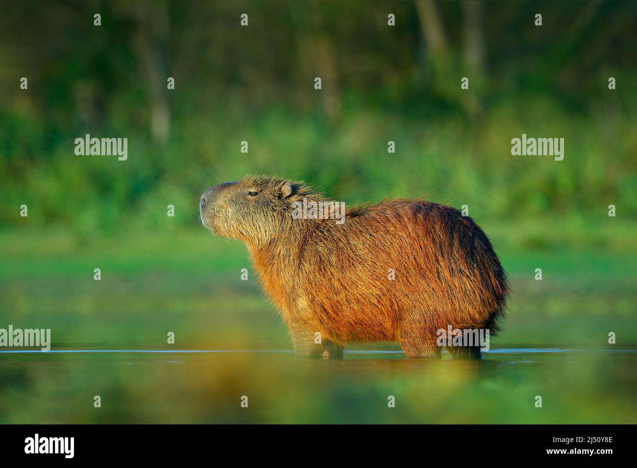 Capybara, Hydrochoerus hydrochaeris, Biggest mouse in water with ...