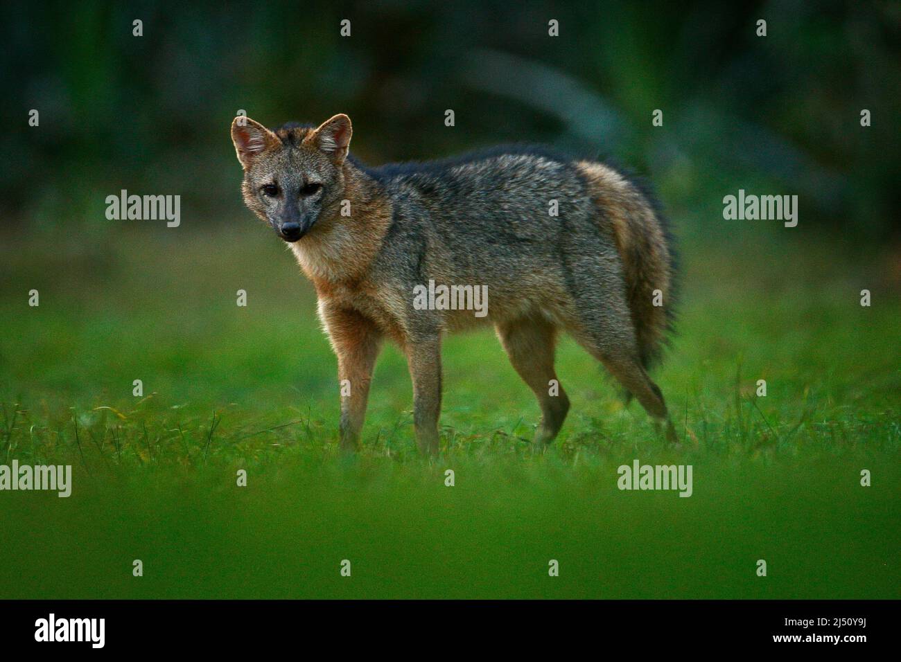 Crabeating fox, Cerdocyon thous, forest fox, wood fox or Maikong. Wild