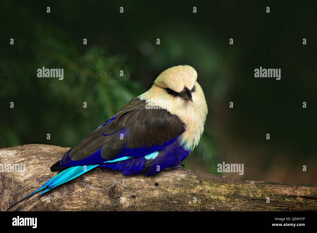 Blue-bellied Roller, Coracias cyanogaster, in the nature habitat. Wild bird form Liberia in Africa. Beautiful bird with white head sitting on the tree Stock Photo