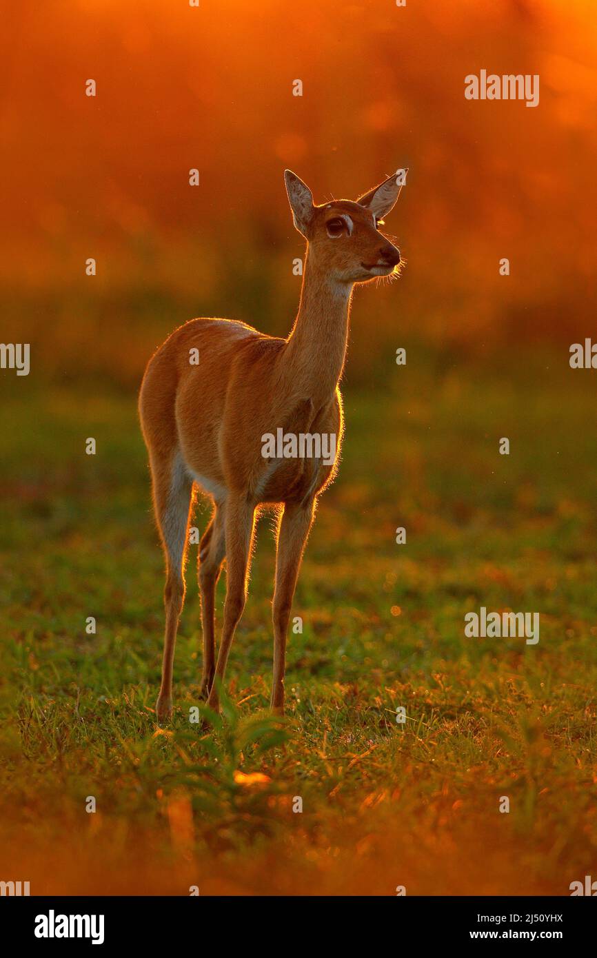Wildlife scene from nature. Deer, nature habitat. Wildlife Brazil. Sunset in forest. Evening back-light deer. Pampas Deer, Ozotoceros bezoarticus, sit Stock Photo